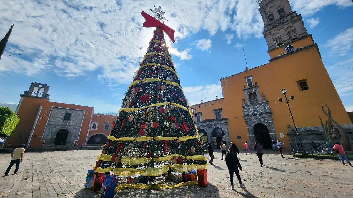 arbol acambaro (2)